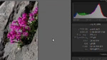 Adobe Lightroom 3: Needle in a Haystack Adobe Lightroom 3: Needle in a Haystack
