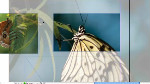 Working with Images In Adobe InDesign CS5