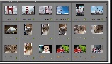 自動オプションで簡単に写真を管理