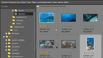 Photoshop Elements 10: Pfadansicht