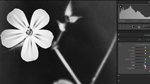 Blume in Sepia & Körnung in Lightroom 3