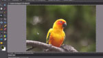 Learn Photoshop Elements 9 - Using automatic selection tools on Adobe TV