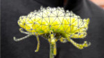 Move and Distort Image Elements as if they were Puppets