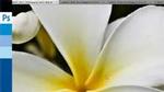 GPU-Beschleunigung in Photoshop CS4