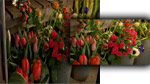 GS-02: Understanding pixel aspect ratio