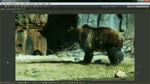What is After Effects?