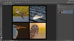 Create a stunning photo collage
