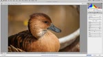 Camera Raw Interface