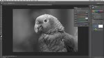 Black and White Adjustments Black and White Adjustments
