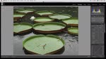 디자인을 위한 Creative Cloud - Lightroom 5: 새로운 비원형 얼룩 제거 툴