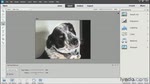 Learn Photoshop Elements - NEW Fix red-eye and pet-eye on Adobe TV