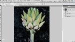 Working with Photoshop's History Panel, Snapshots and the History Brush