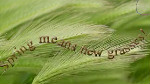 Text on a Path