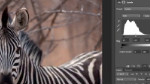 Using Adjustment Layers Using Adjustment Layers