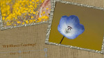 Creating greeting cards in Photoshop Elements 11