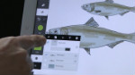 What’s New in Adobe Ideas v2.5 What’s New in Adobe Ideas v2.5
